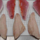 Red Mullet