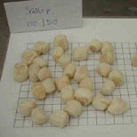 Scallops