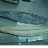 Wahoo Fillets