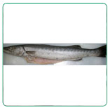 Barracuda WR