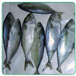 Indian Mackerel WR